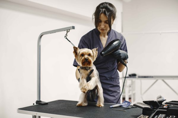 Social and Emotional Benefits of Pet Grooming Salons Near Me