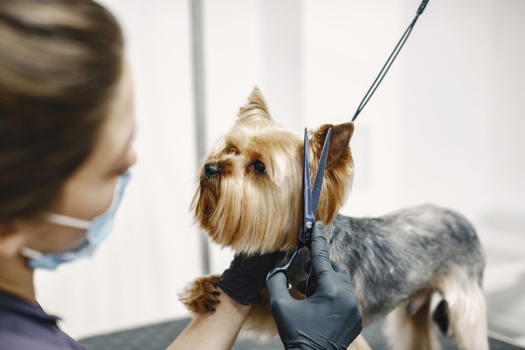 Social and Emotional Benefits of Pet Grooming Salons Near Me