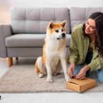 How Structured Care Creates Security for Pets